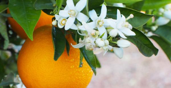 Orange Blossom Flower, Citrus sinensis